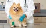 10 Common Pomeranian Health Issues