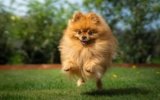 13 Small Dog Breeds That Are Packed With Personality