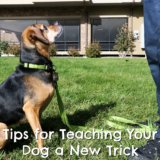 6 Tips for Teaching Your Dog a New Trick {Stocking Stuffer Giveaway – Day #8}
