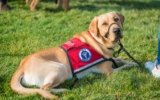 Service Dog Guide: Tips for Owners and the Public